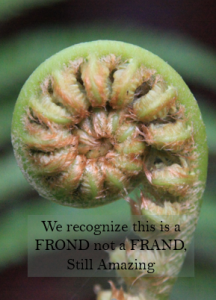 FROND